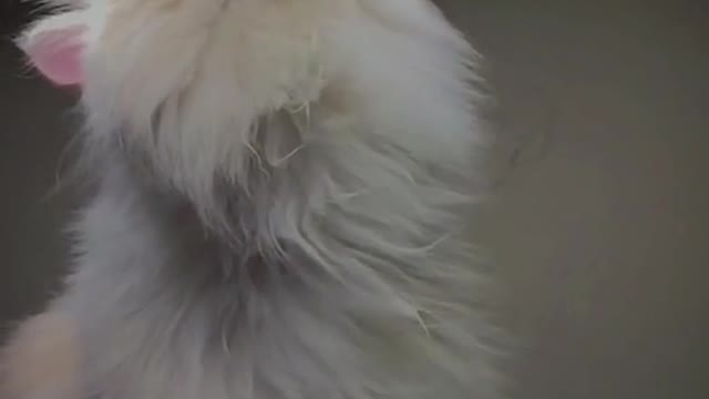 Beautiful look by cat