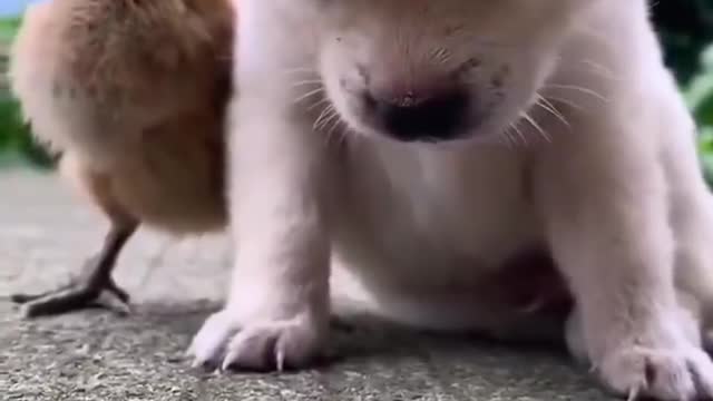 Cute dog sleeping on a bird 😂