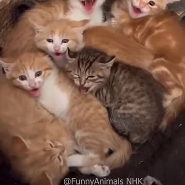 Funny cat and dogs 😂😂