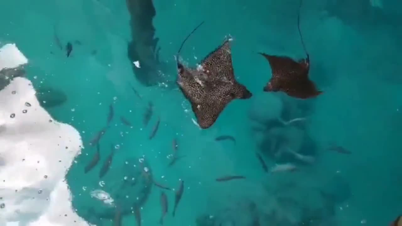 very cute sea creatures