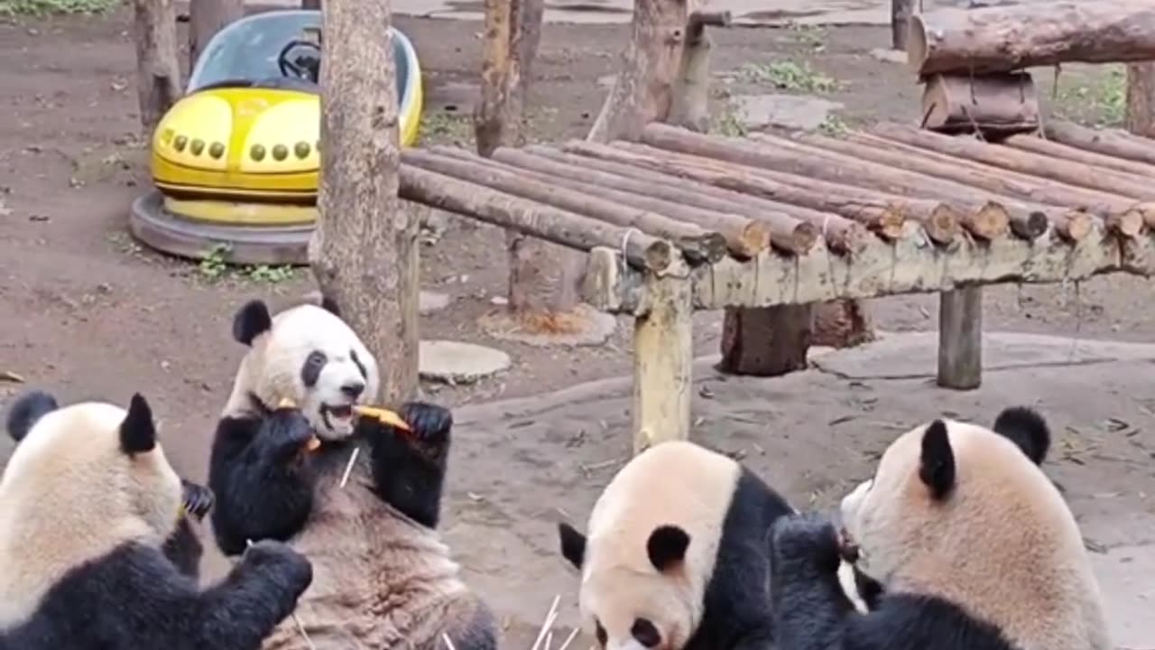 You Laugh You Lose 😍 Funniest Cats And Pandas