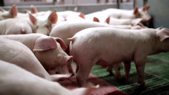 a small piglet in the farm group of pigs waiting feed swine in the stall