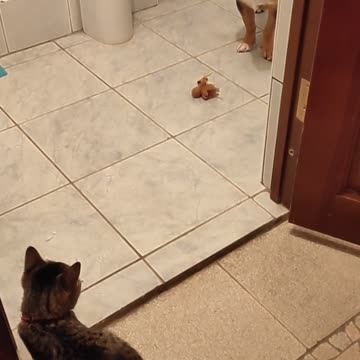 The puppy cannot leave the bathroom while the kitten is nearby