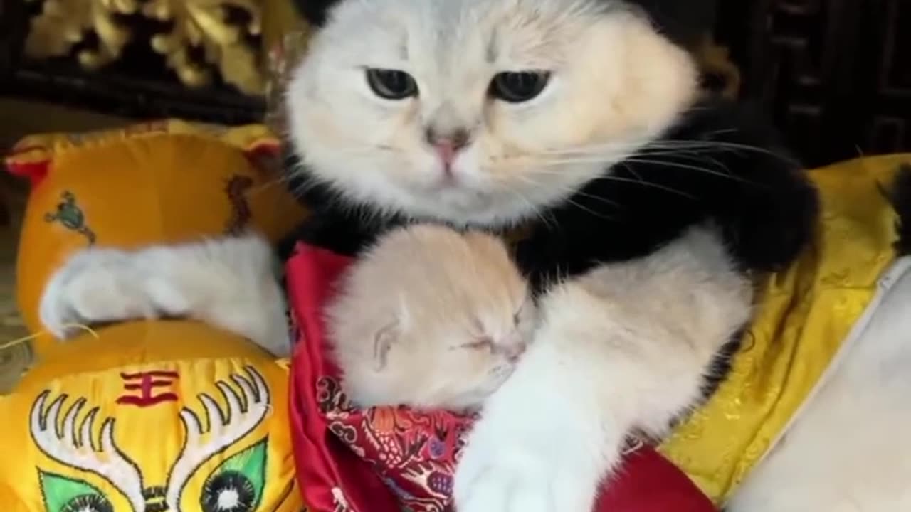 "Feline Majesty: Exploring the Enigmatic Kingdom of Cats"