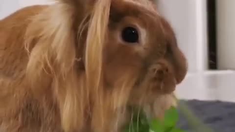 Cutest Baby Animals Videos Compilation Funny Moment of the Animals - Cutest Animals #4