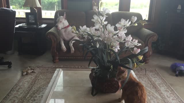 Gran Danés regaña a gatito por atacar planta
