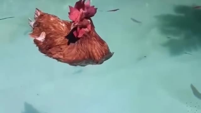 The Chicken turns into a Duck