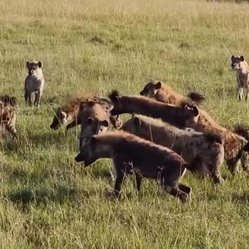 Lion Attack Hyena To Deah