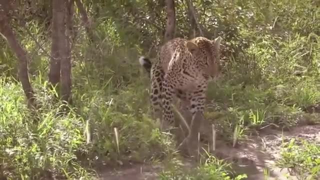 Leopard Vs Monitor Lizard