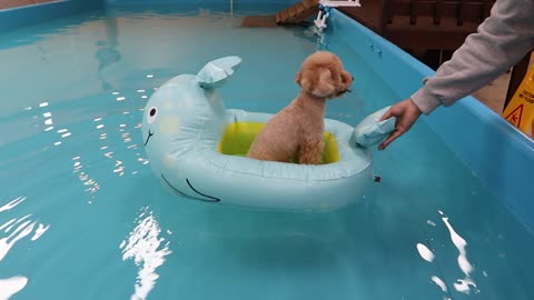 Puppy Riding a Tube in the Pool