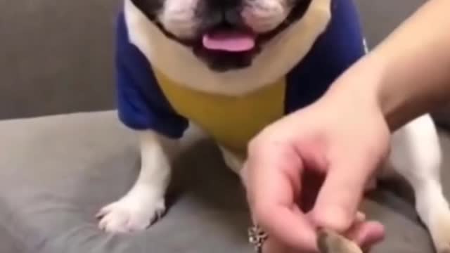 CUTE ANIMALS THAT WILL SHOCK YOU 😮