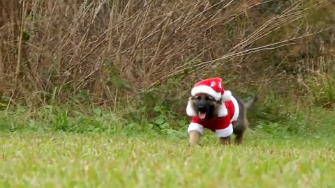 Cachorro de Ovejero Alemán está listo para Navidad