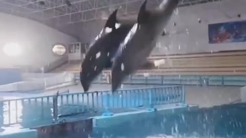 dolphin attraction