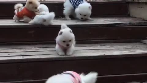 Cute Puppies