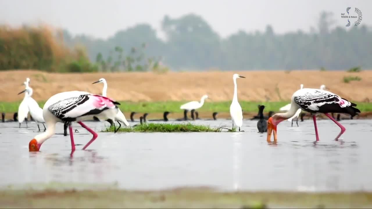 Stork bird