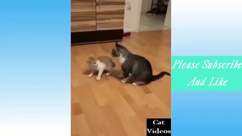 Funny animal videos 🤣🤣🤣