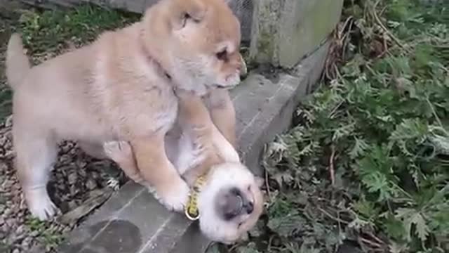 Cute puppy fights