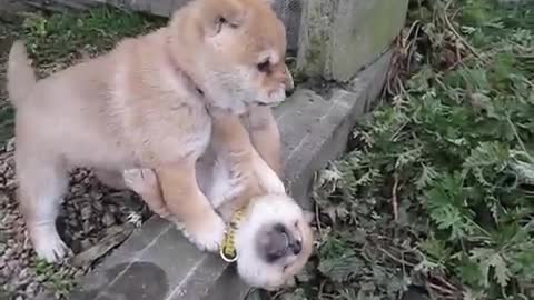 Cute puppy fights