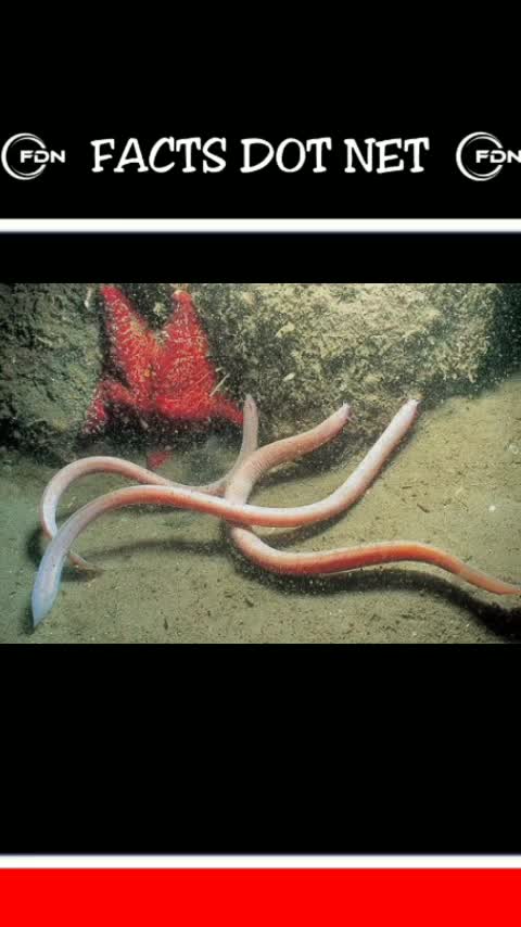 Did You Know? Hagfish || FACTS || TRIVIA