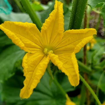 Cucumber Flowers in a Summer Vegetable Garden