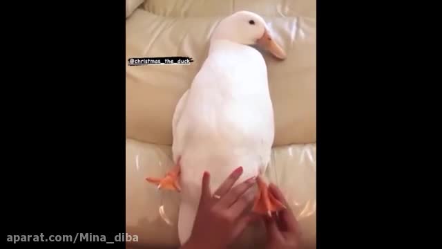 cute animals