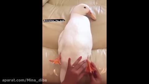 cute animals