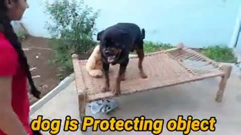 Dog showing training video