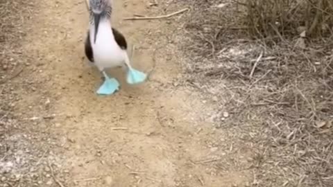 Don't my blue shoes look nice?