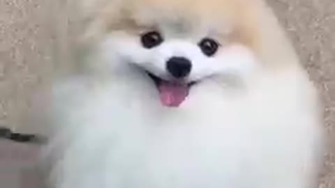 cute_#dog_short_video|