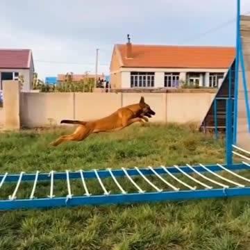 How To Train Dog || Funny Video #shorts