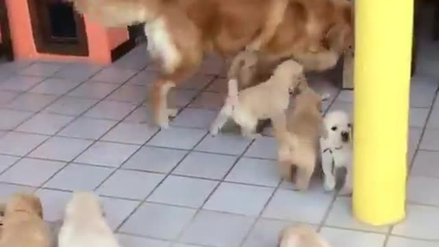 NewBorn Golden Retriever Puppies