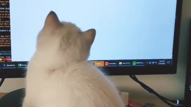 cat hacker