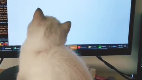 cat hacker