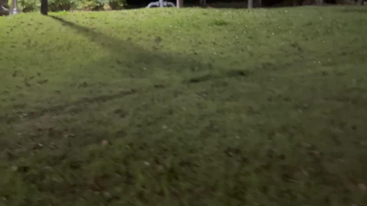 13 year old dog stuck in grass