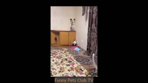 Funny animals