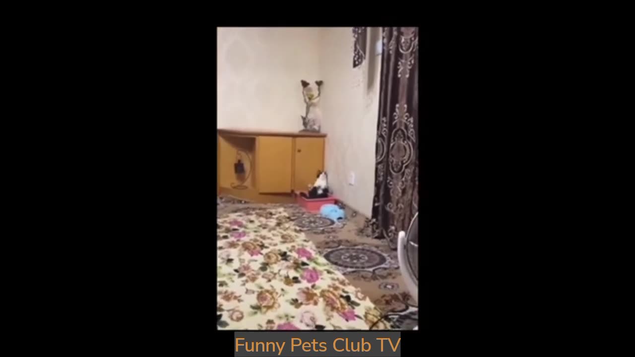 Funny animals