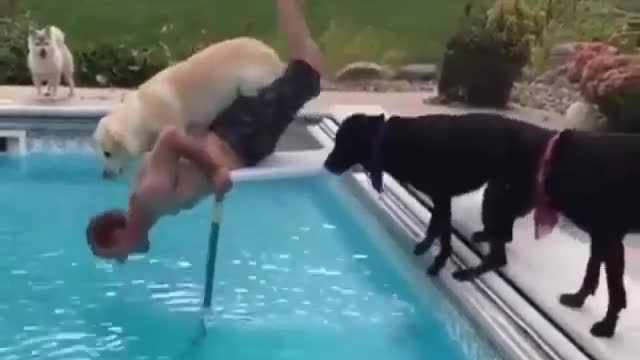 Dog fallen into pull try to stop laughing