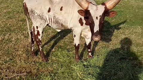 Watusi Heifer