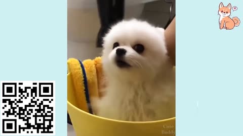 You will laugh at all the DOGS 🤣 Funny DOG Videos 😂🐶