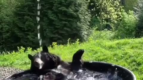 Bear bathing in the tap