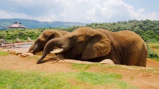 the elephants eating peanuts #shorts