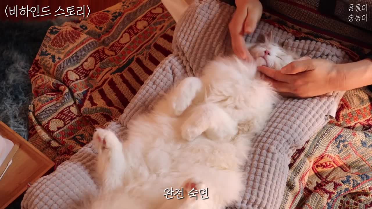 CAT ESTHETIC SPA ASMR