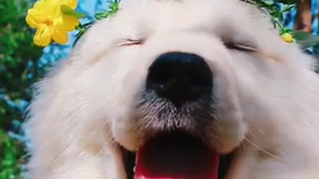 The dog’s laughing