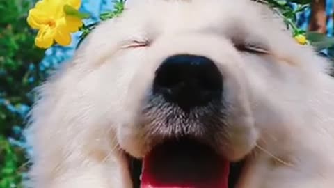 The dog’s laughing