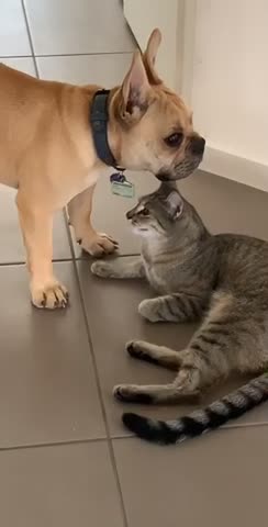 Frenchie kisses