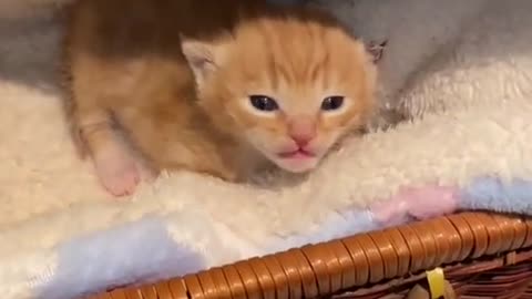Cat - My baby cat