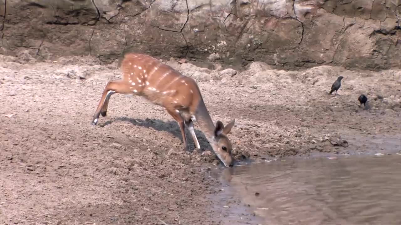 Bushbuck Miraculous escaped from crocodile sharp jaws