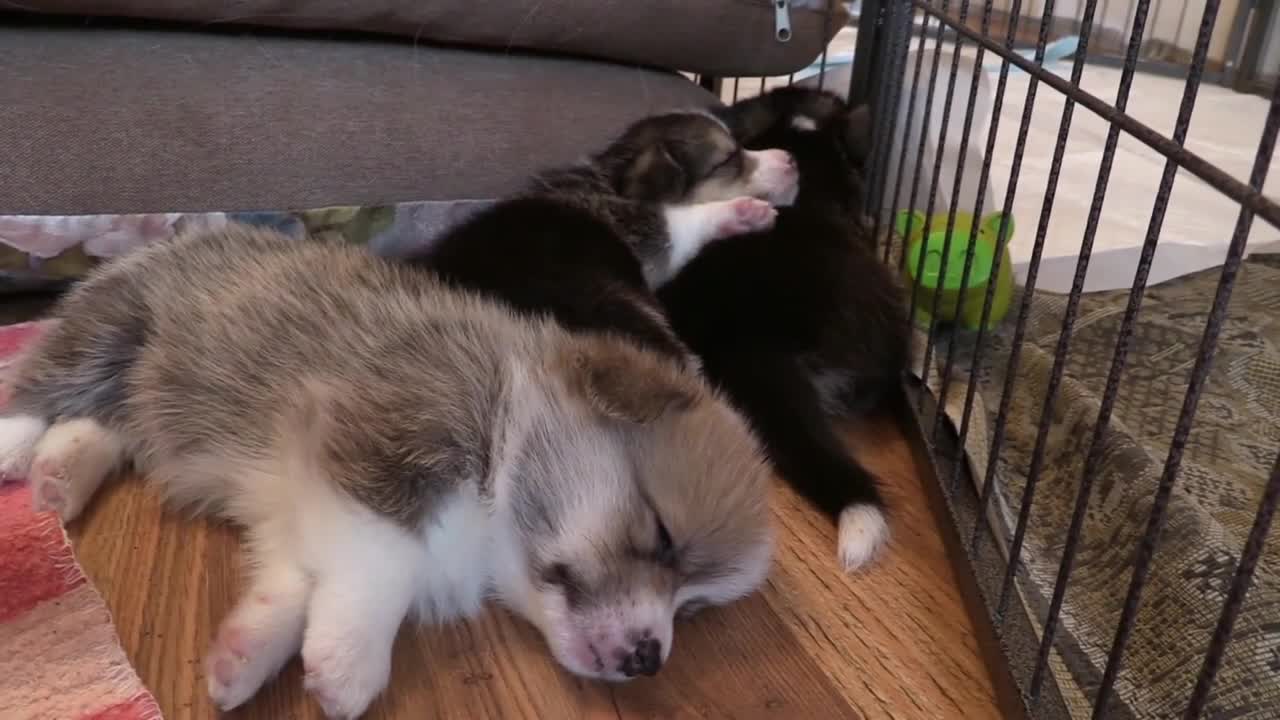 3 Welsh Corgi Puppies, Sleeping, Part 1