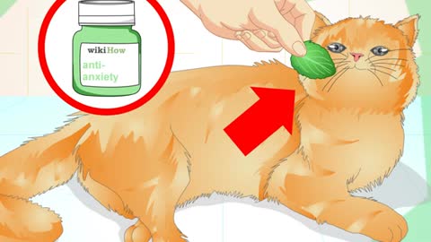 How To Prevent A Cat From Spraying/Urinating Indoors