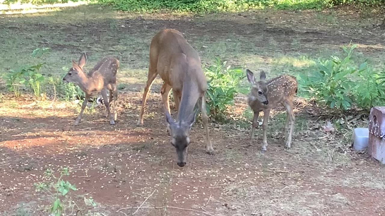 Bully Mom and her two fawns